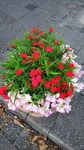 DSC_0173.jpg