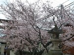 P1000756.jpg